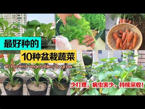 好種的蔬菜水果|好種、好收成，居家種菜最推薦這13種